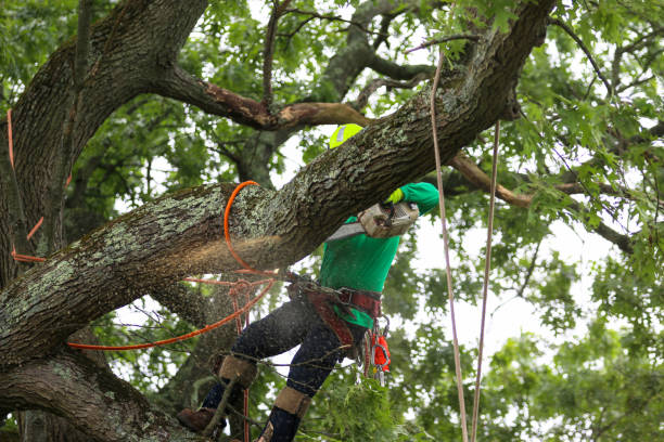 Best Arborist Consultation Services  in Mp Pendleton South, CA