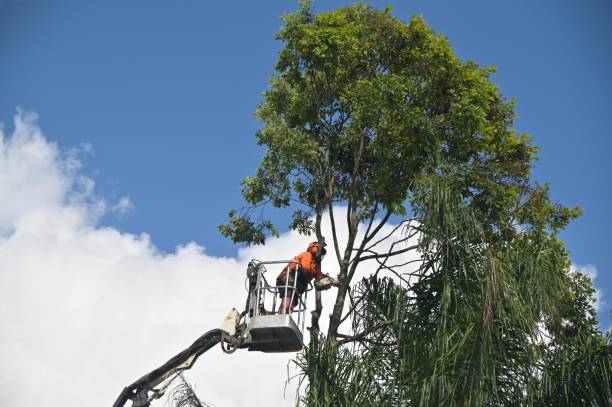 Best Emergency Tree Removal  in Mp Pendleton South, CA