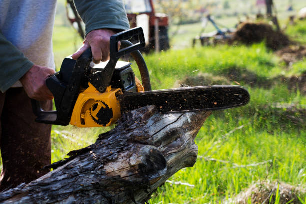 Professional Tree Care in Camp Pendleton South, CA